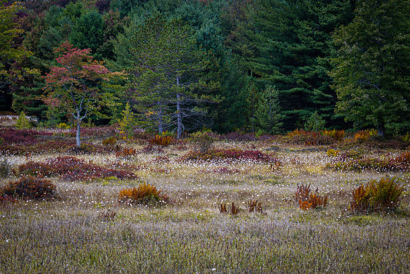 Landscapes-1