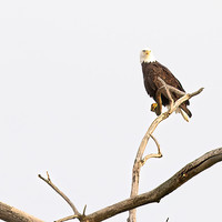 WILDLIFE-5