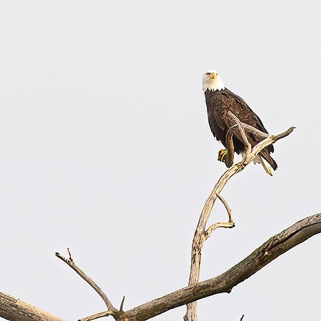 WILDLIFE-5