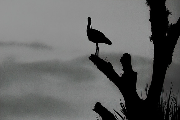 Spoonbill