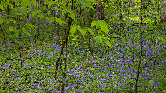 GSMNP (5 of 12)