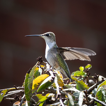 HUMMINGBIRD-4