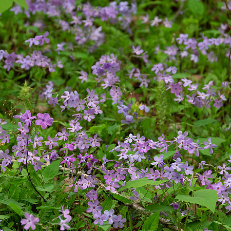 GSMNP (8 of 12)