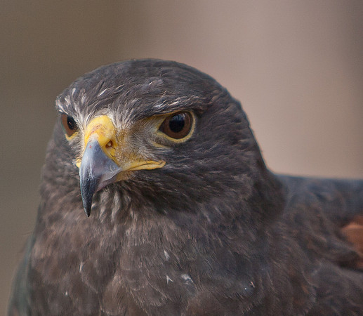 RAPTOR CENTER-3