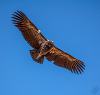CONDORS -1