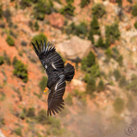 Grand Canyon NP