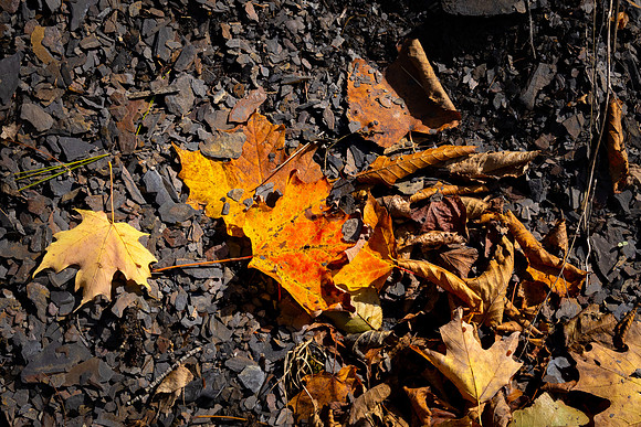 Fall Colors