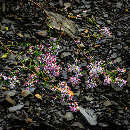 Colors-1