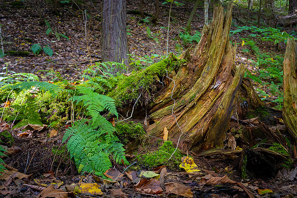 Woodland Scene