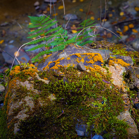 Fall Fungus