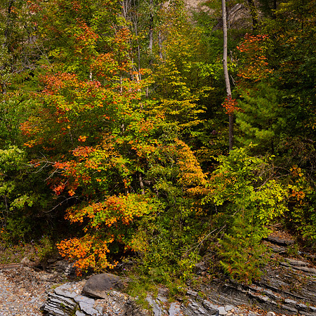 Fall Colors 2