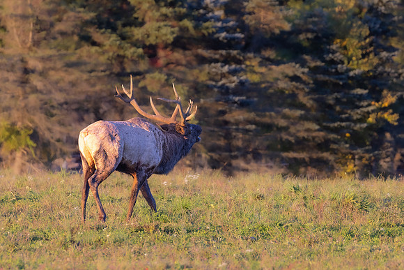 Wildlife of PA-17