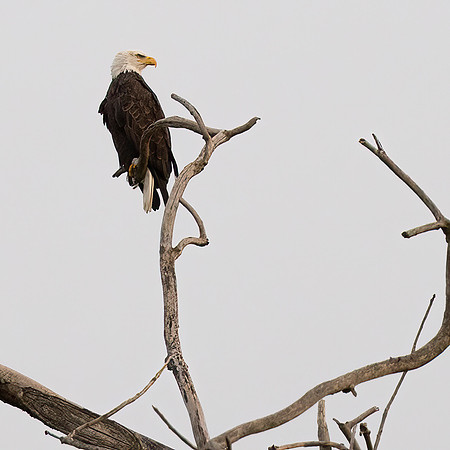 Wildlife of NY-10