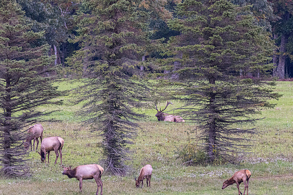Wildlife of PA-2