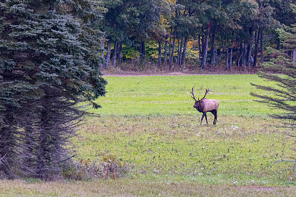 Wildlife of PA-3
