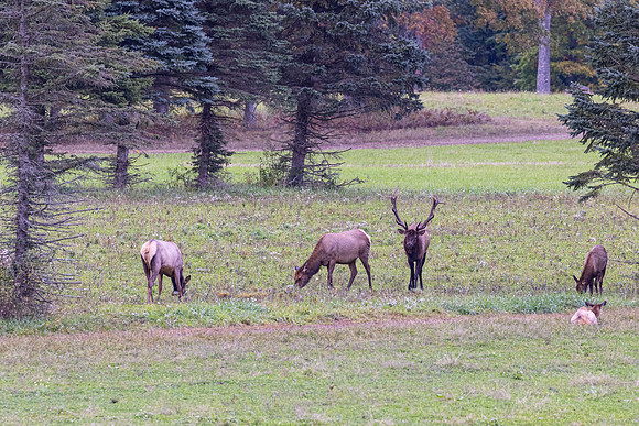 Wildlife of PA-4