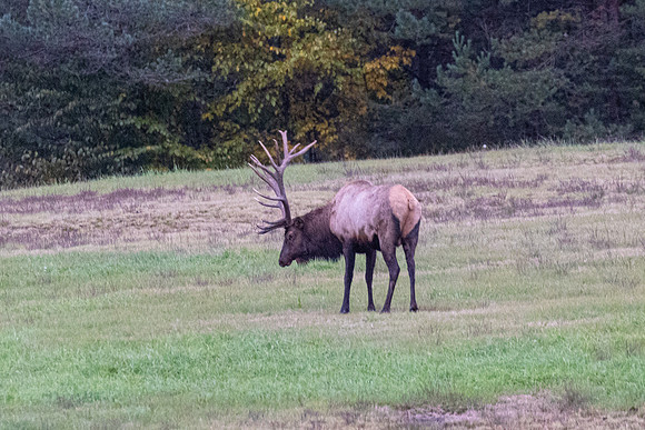 Wildlife of PA-7