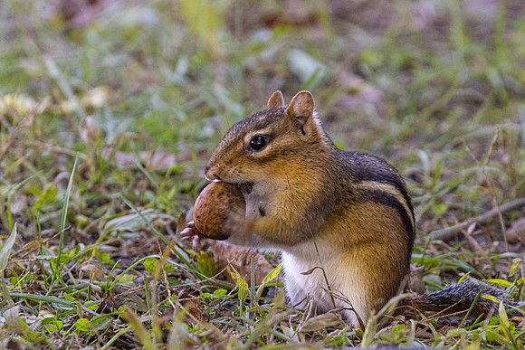 Wildlife of PA-9