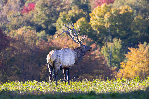 Wildlife of PA-11