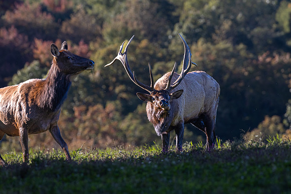 Wildlife of PA-15