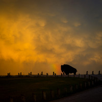 BUFFALO SILHOUETTE-1