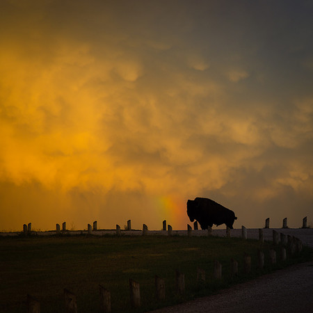 BUFFALO SILHOUETTE-1