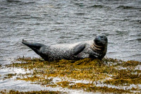 SEAL-1