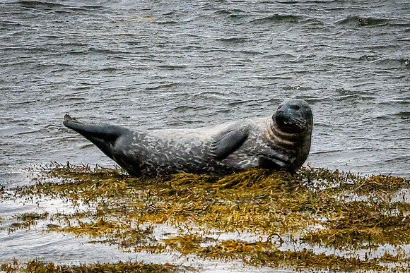 SEAL-1