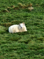 animals-2