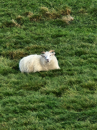 animals-2