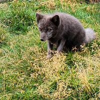 ARTIC FOX-1