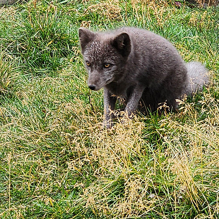 ARTIC FOX-1