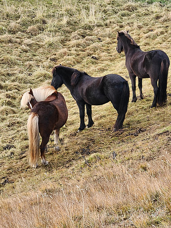 animals-1