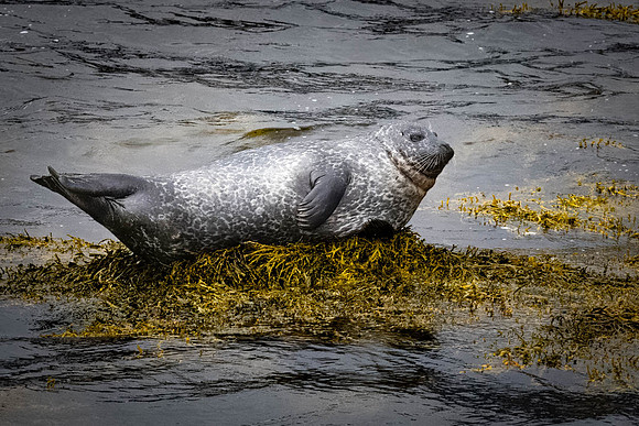 SEAL-2