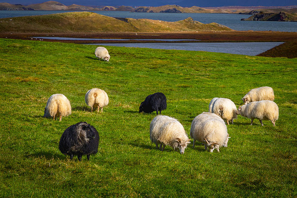 Sheep