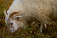 Sheep-2