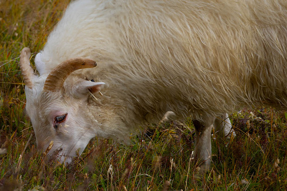 Sheep-2