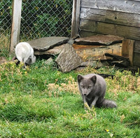 SHEEP-3