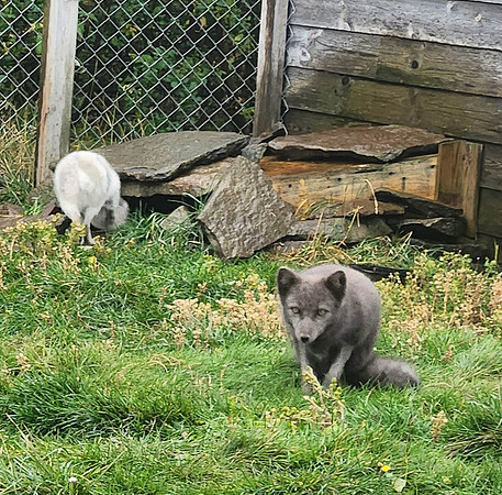 SHEEP-3