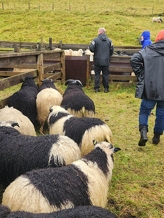 SHEEP-6