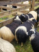 SHEEP-7