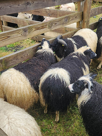 SHEEP-7