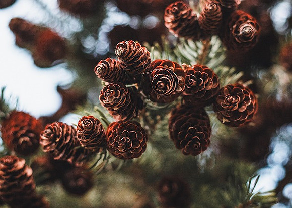 pine-8393456_640