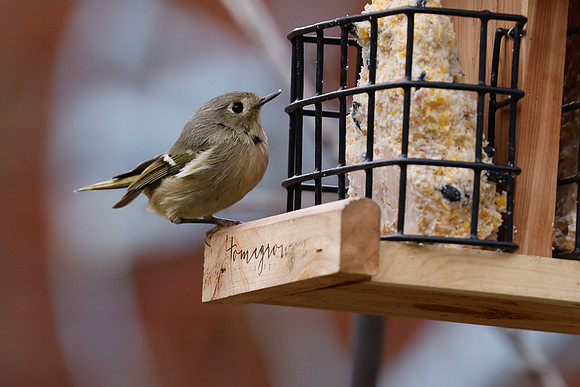 backyard birds 2023-1