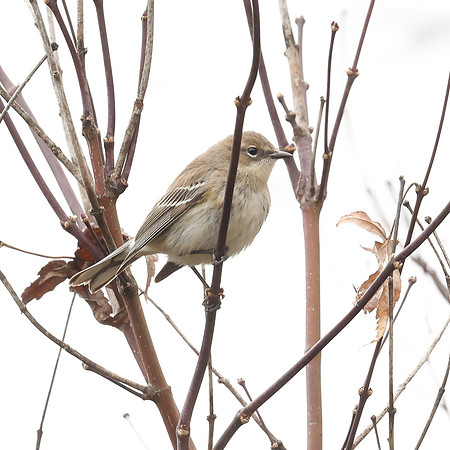 BACKYARD BIRDS-3