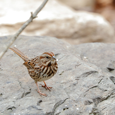 BACKYARD BIRDS-1