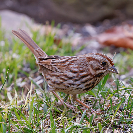 BACKYARD BIRDS-2