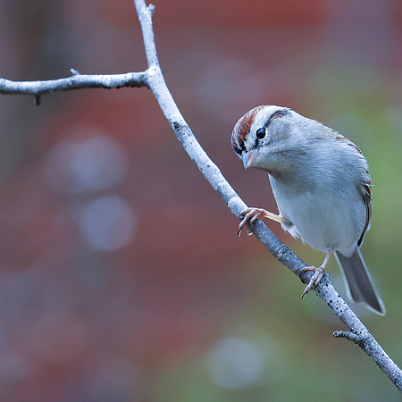 BACKYARD BIRDS-4