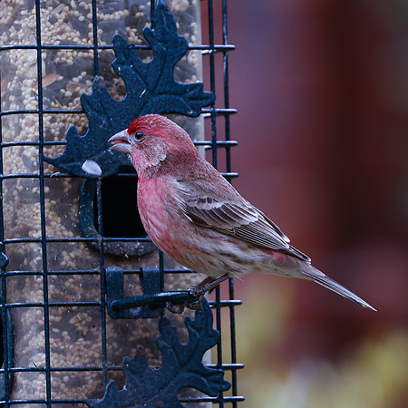 BACKYARD BIRDS-5