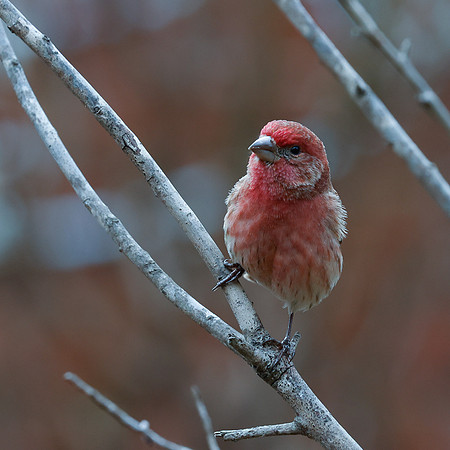 BACKYARD BIRDS-6